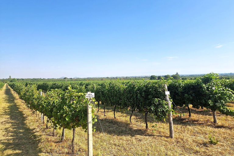 Plovdiv:Rural Tasting in Academic Winery &Artisan Dairy Farm