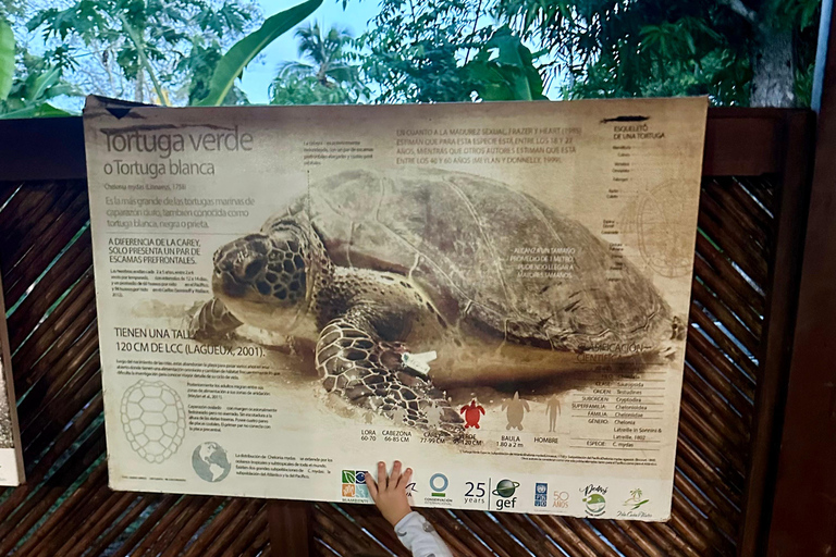 Turtle Night Tour in Isla Cañas
