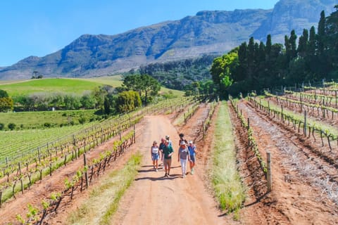 Constantia: Wine Walk with Lunch and Enchanting Stories