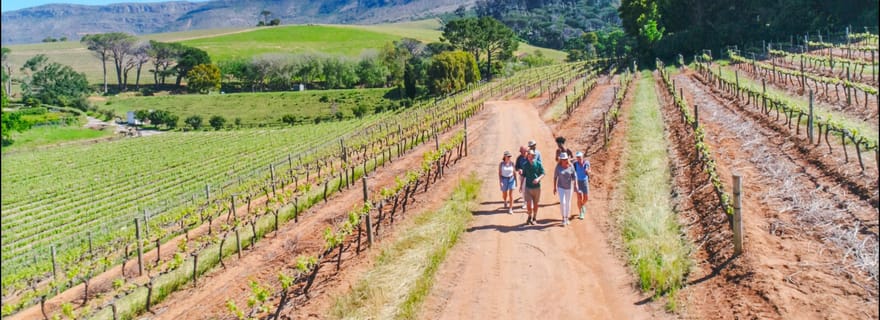 Constantia : Promenade viticole avec déjeuner et récits enchanteurs