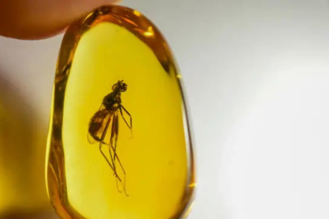 Puerto Plata City Tour: Tradition, Culture, and Coastal Beauty