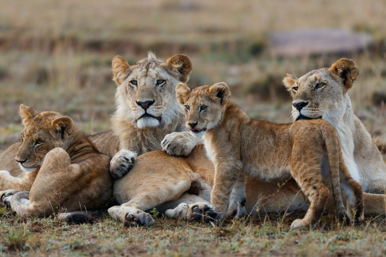 3-day camping safari in Amboseli National Park Safari