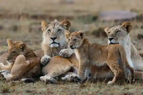 Nairobi: 3-Day All-Inclusive Samburu National Park Safari