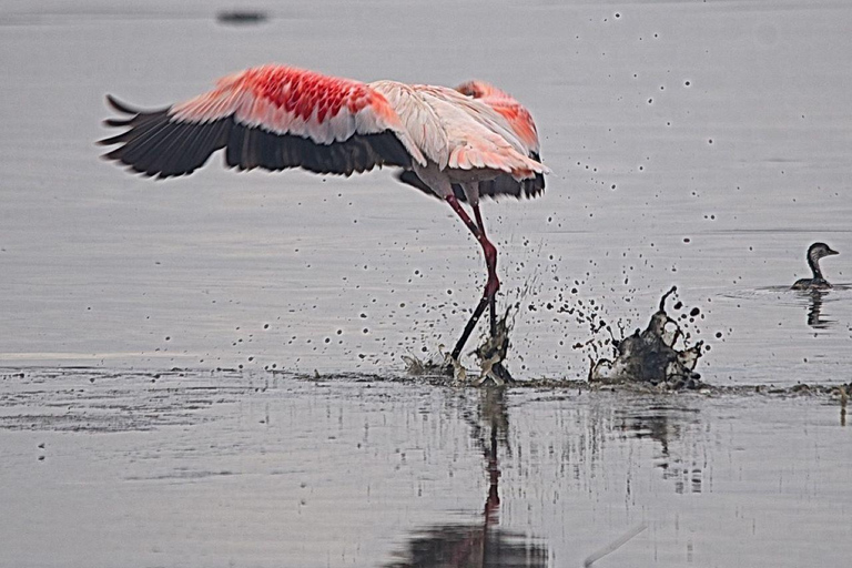 Da Nairobi: Pernottamento al Lago Nakuru e al Parco Hell's Gate