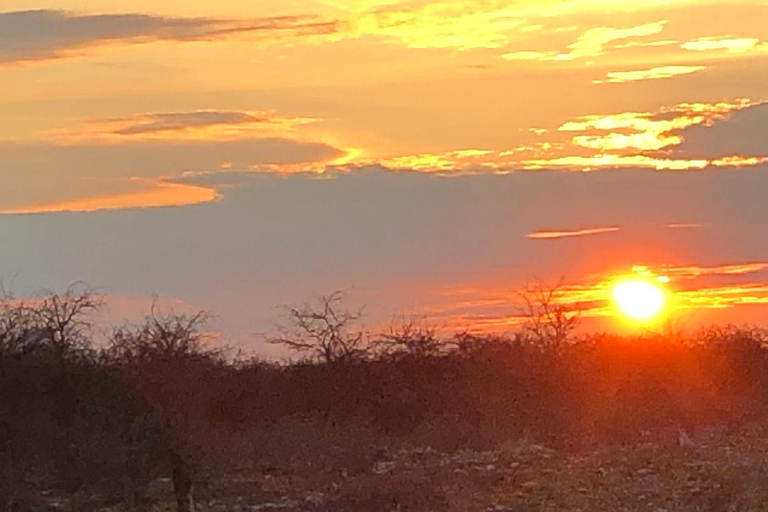 Windhoek: 3-Day Guided Safari in Etosha with Lodge