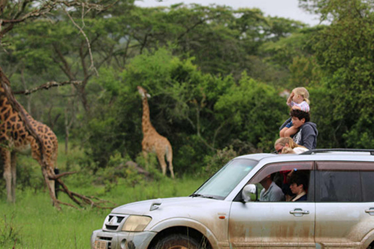 Uganda: 9-Day Roundtrip with Chimpanzee Tracking