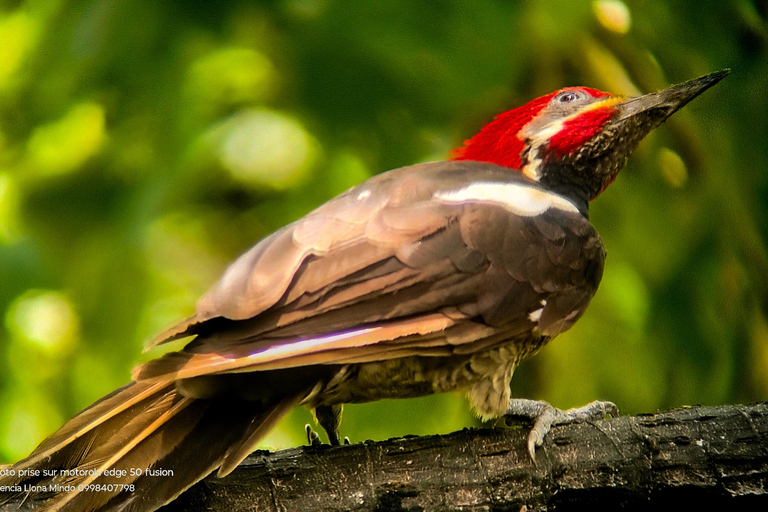 Quito: Mindo Cloud Forest 2-Day Tour with Meals & Hotel