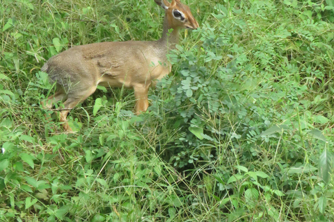 Arusha National Park: Day Trip with Walking Safari & Canoe Shared Day Trip Transfer & Game Drive (Fees Excluded)