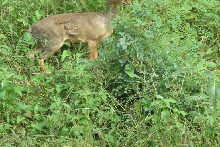 Arusha National Park: Day Trip with Walking Safari & Canoe Shared Day Trip Transfer & Game Drive (Fees Excluded)