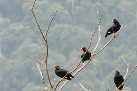 Langkawi: Półdniowa wycieczka Birdwatching Tour