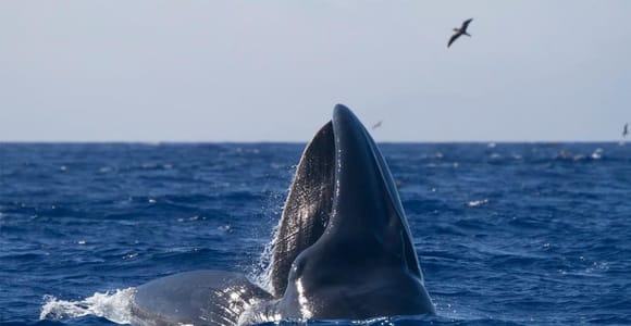 From Horta: 4-Hour Faial Island Whale & Dolphin Watching