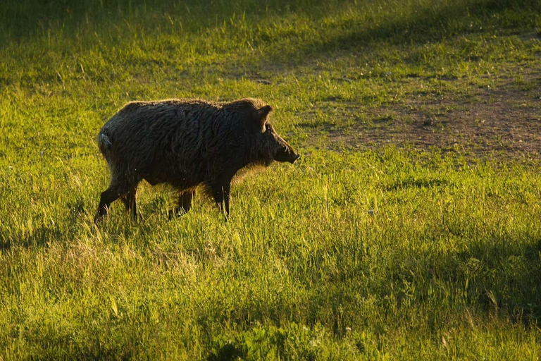 From Sofia: Wildlife Tracking & Search Science Expedition