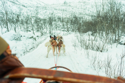 Tromsø: Dog Sledding Tour