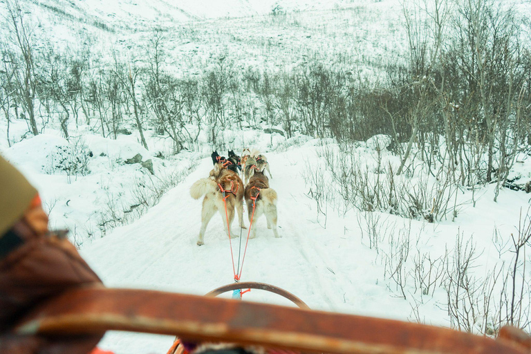 Tromsø: Dog Sledding Tour