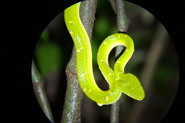 Santa Elena: Wildlife Refuge Monteverde Night Walking Tour