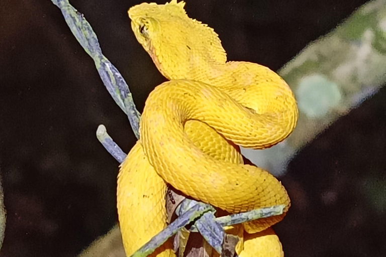 Tour nocturno por el Camino de las Tarántulas de Cahuita