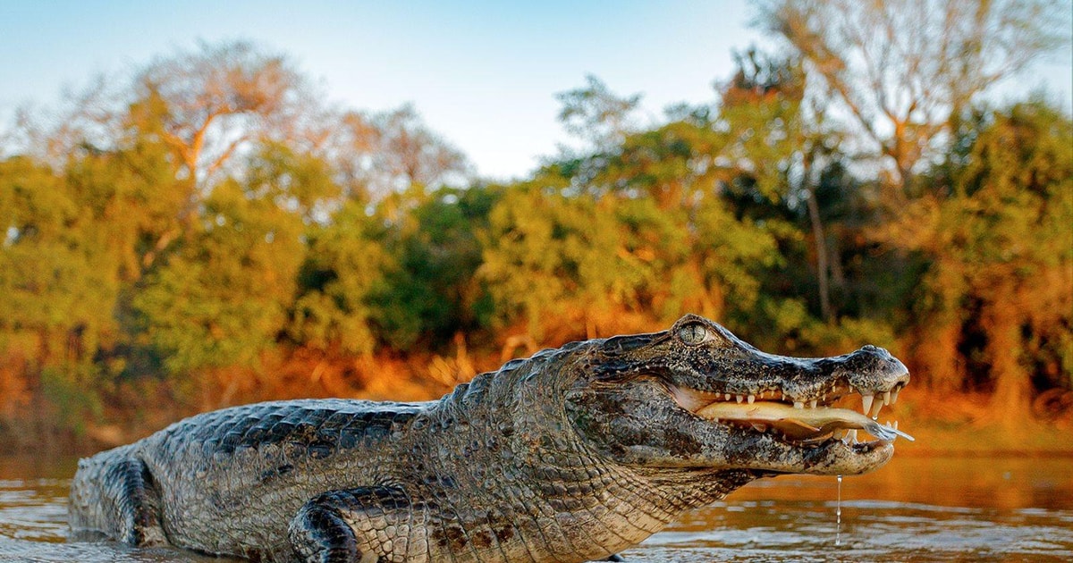 Puerto Maldonado: Tambopata 4D/3N - Amazonewoud - Cusco | GetYourGuide