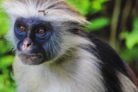 Zanzibar: Jozani Park Tour With Red Colobus Monkeys Stone Town Pickup + Entry Fees