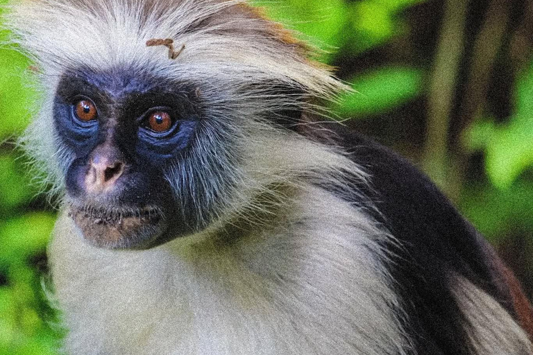 Zanzibar: Jozani Park Tour With Red Colobus Monkeys Stone Town Pickup + Entry Fees