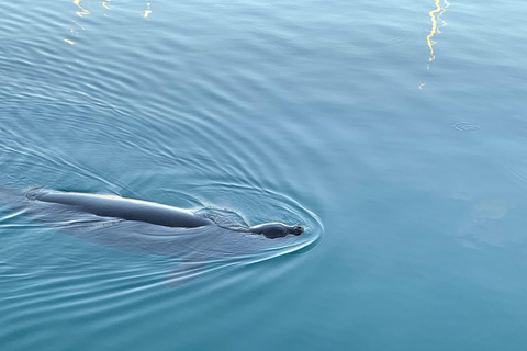 Oahu Alquiler de veleros con ballenas