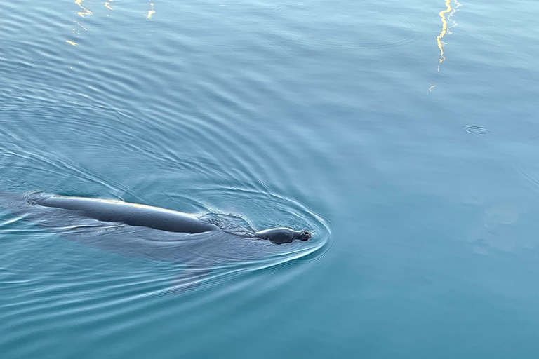 Oahu: Aluguel de vela para baleias