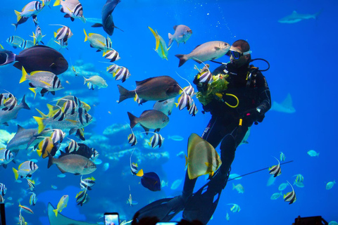 Eilat: Intro to Diving with Certified Instructor