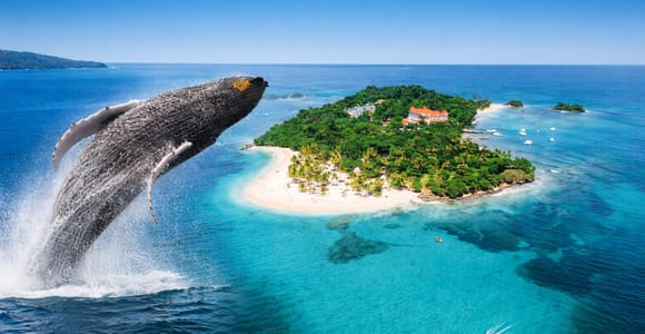 Whale Watching in Samaná + Cayo Levantado | From Punta Cana