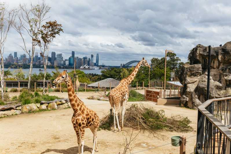 Sydney Adgangsbilletter til Taronga Zoo GetYourGuide