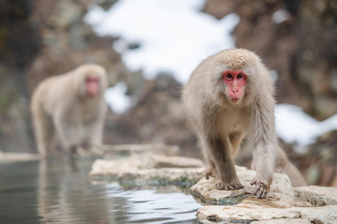 Tokyo: Nagano Snow Monkey Park & Zenko-ji Day Trip Private Nagano Zenko-ji Sedan