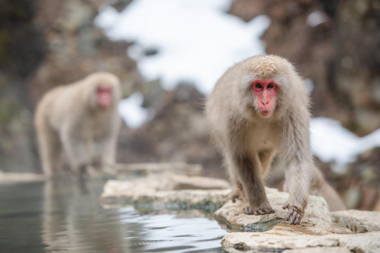 Tokyo: Nagano Snow Monkey Park & Zenko-ji Day Trip Private Nagano Zenko-ji Sedan