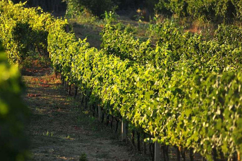 From Dubrovnik Konavle wine tasting tour and Cavtat