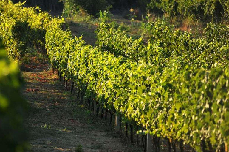From Dubrovnik Konavle wine tasting tour and Cavtat