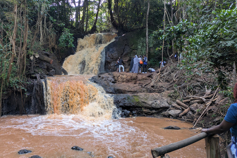 Karura Forest walking tour with nature and waterfalls.