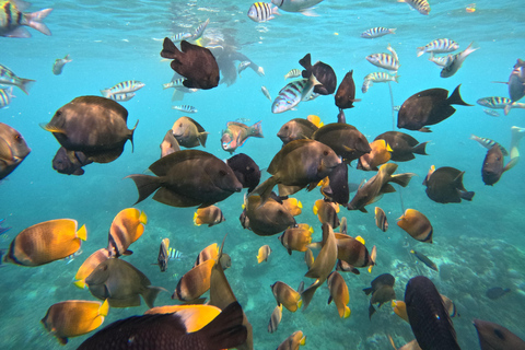 Bali/Nusa Penida: Private Snorkeling With Guide & West Tour Transfer from Sanur Area