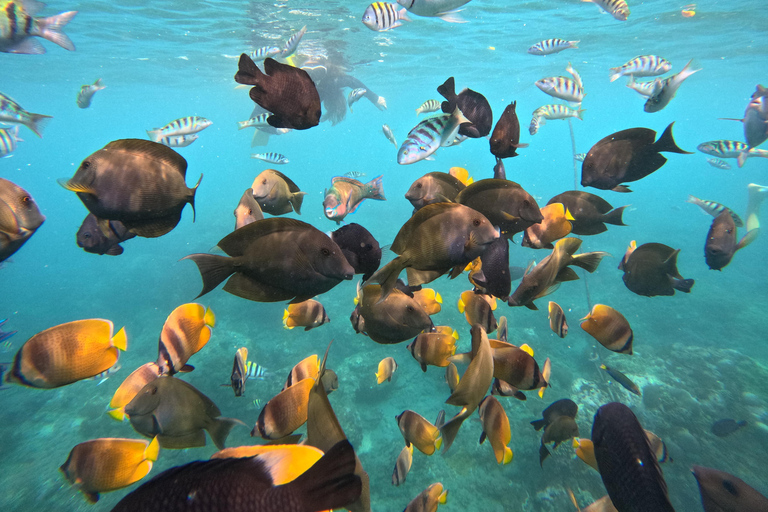 Bali/Nusa Penida: Private Snorkeling With Guide & West Tour Transfer from Sanur Area