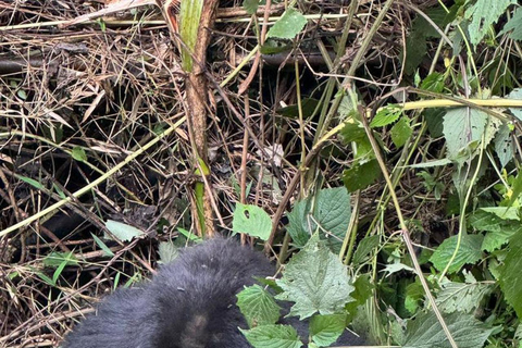 1 Day gorilla trekking safari tour, volcanoes national park.