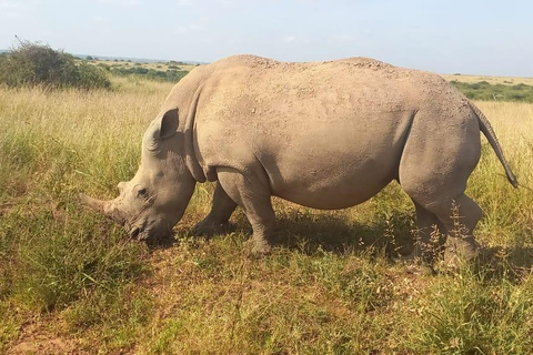 NAIROBI NATIONAAL PARK MIDDAG GAMEDRIVE.