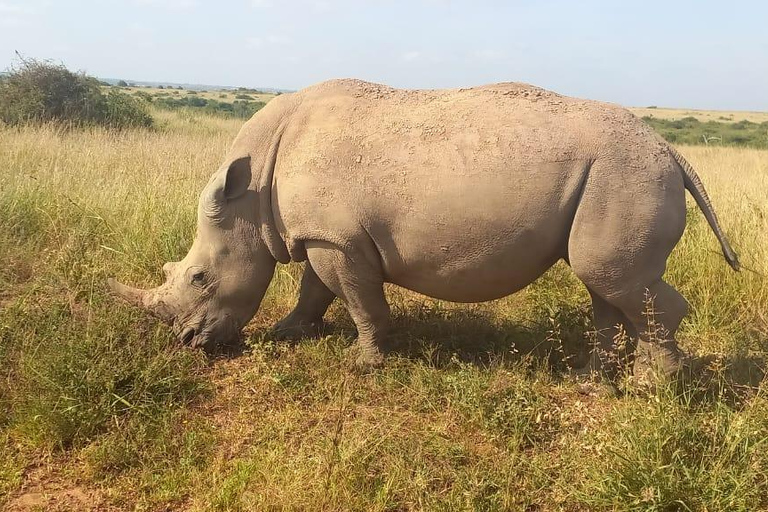 NAIROBI NATIONAAL PARK MIDDAG GAMEDRIVE.