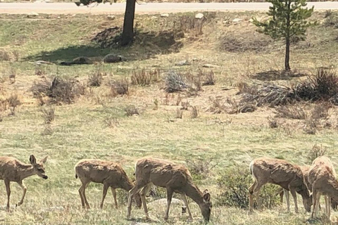 Denver: Estes Park and Rocky Mountain National Park Day Trip