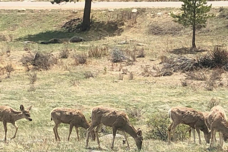 Denver: Estes Park and Rocky Mountain National Park Day Trip