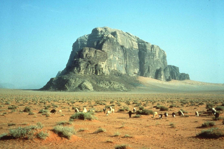 Wadi Rum: Half-day 4x4 Tour with Sandboarding and Canyons