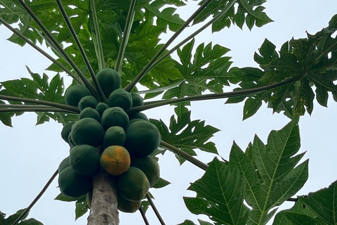 Traditional food cooking class
