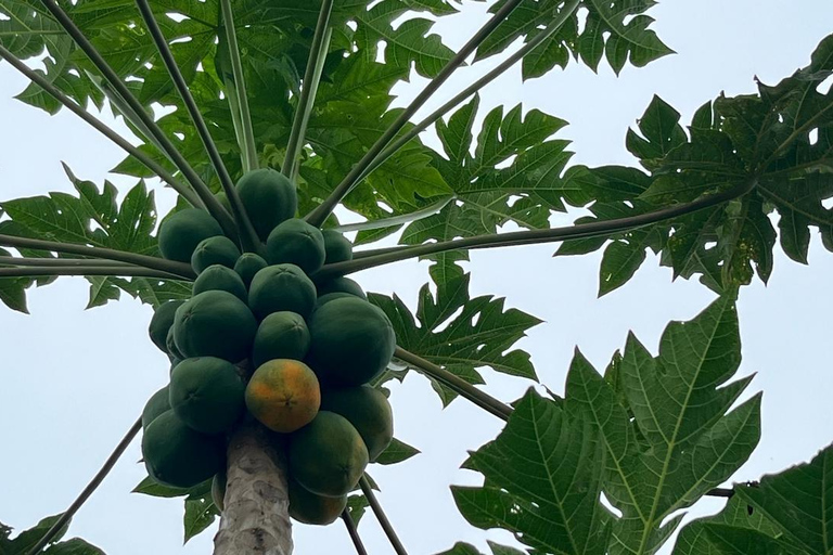 Traditional food cooking class