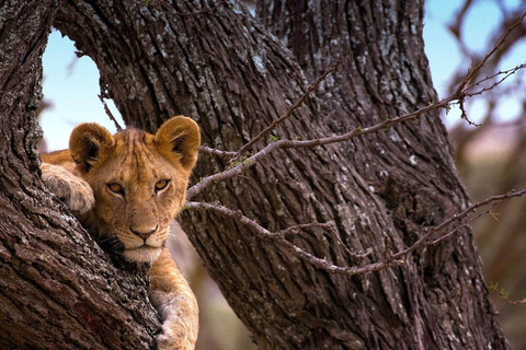 ZANZIBAR DO SERENGETI FLY INN SAFARI-3 DNI