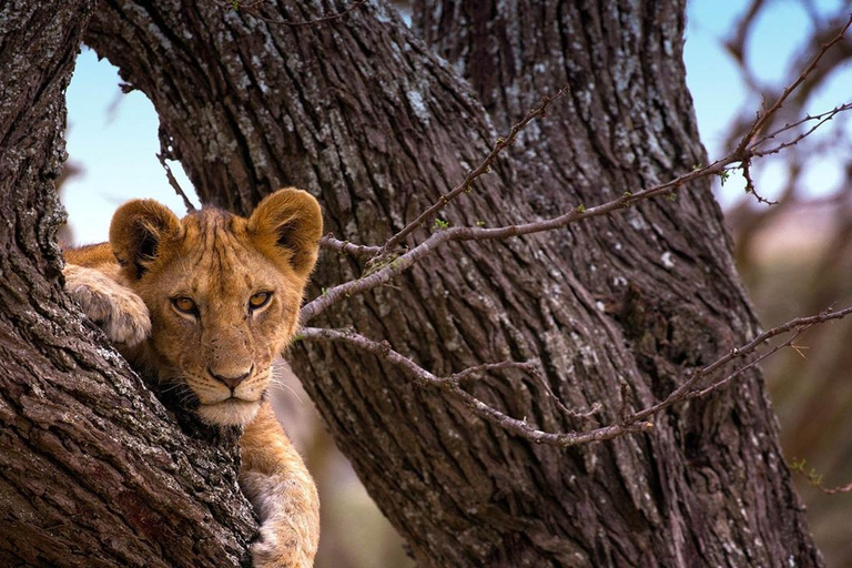 ZANZIBAR DO SERENGETI FLY INN SAFARI-3 DNI