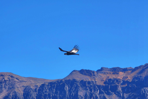 Von Puno: 2-Tages-Tour zum Colca Canyon mit Endstation in Arequipa