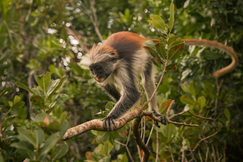 Jozani Forest Monkeys & Salaam Cave Turtles with Lunch