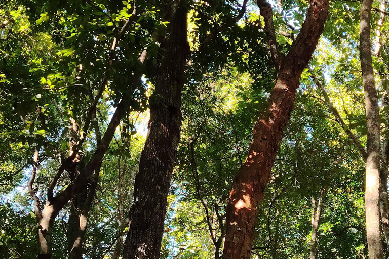 Bacalar: Ichkabal mayan temples & boat tour. Ichkabal only mayan temples guided tour.