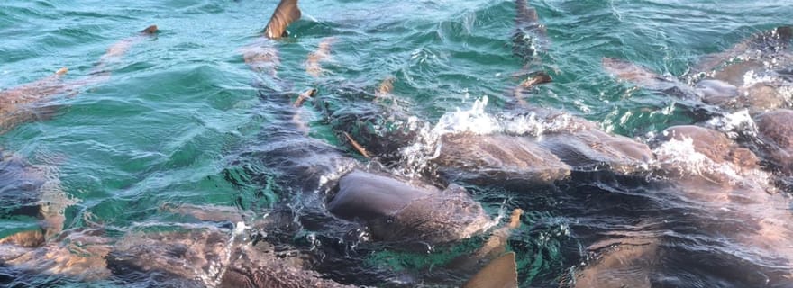 San Pedro : Excursion de plongée avec masque et tuba avec 4 arrêts, requins et déjeuner