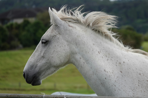 Maun, Botswana: Half Day Guided Horse Back Safari Ride
